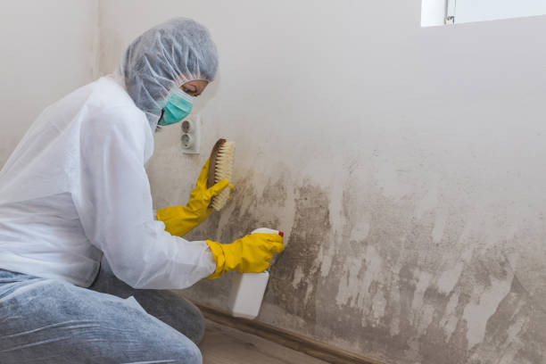 Best Basement Mold Remediation in Thorndale, PA